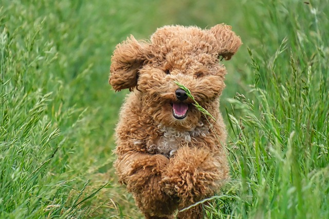 dog running