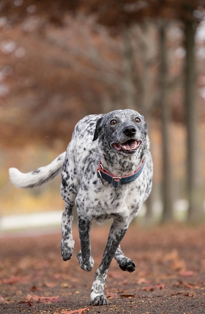 dog running