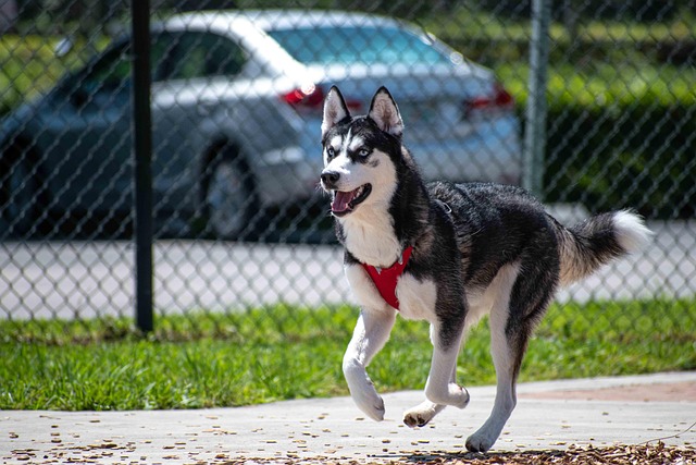 dog running