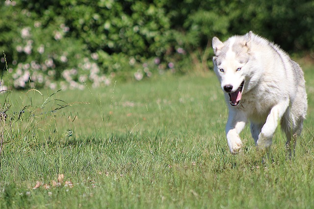 dog running