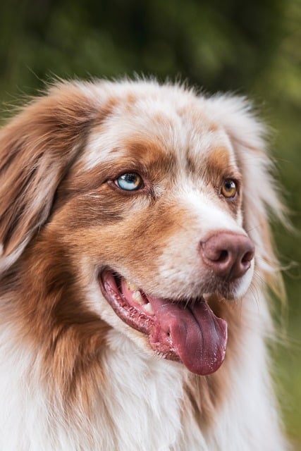 dog running