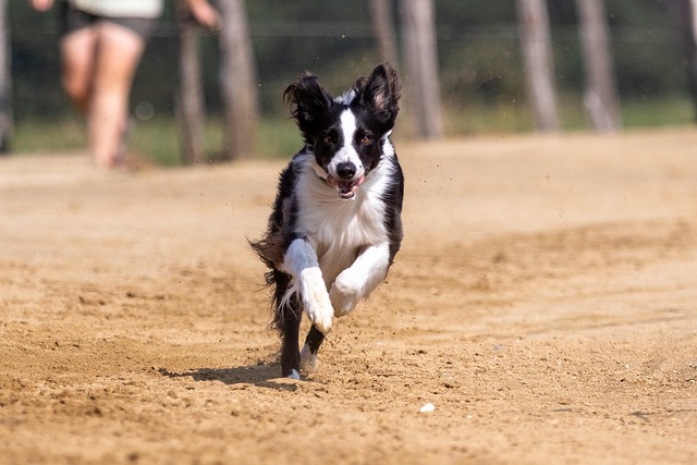 dog running