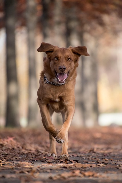 dog running