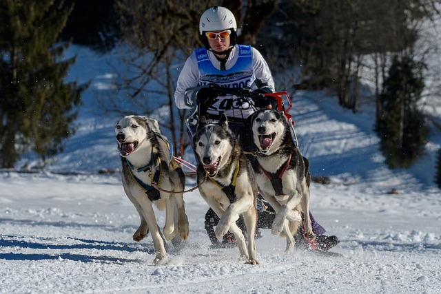 dog running