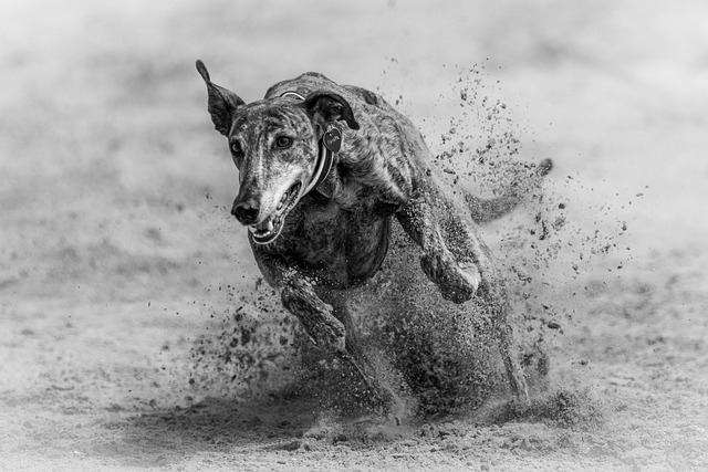 dog running