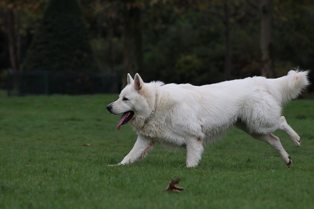 dog running