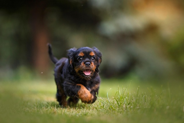 dog running