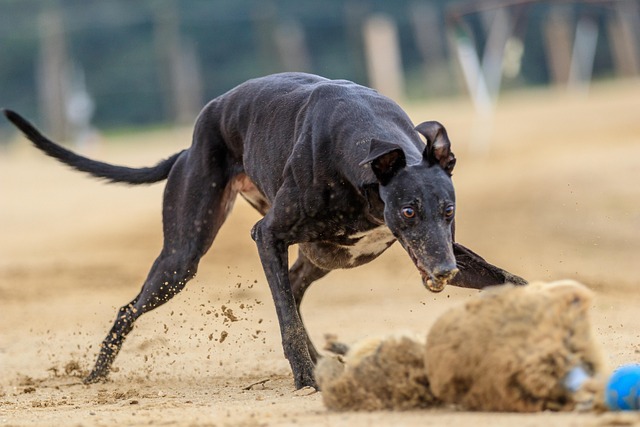 dog running
