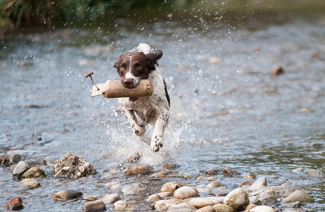 dog running