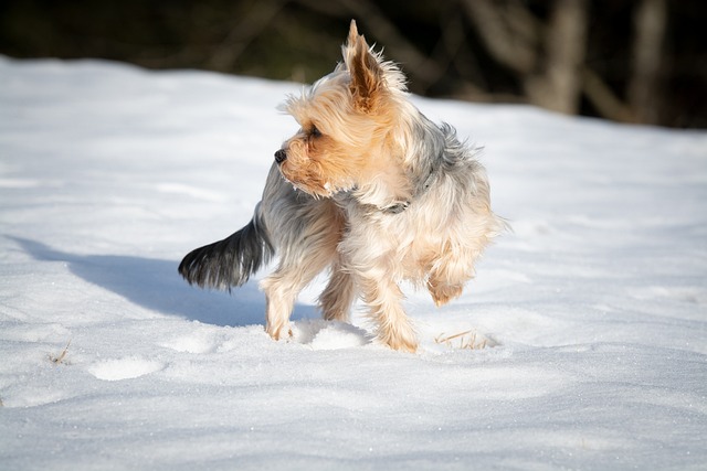 dog running