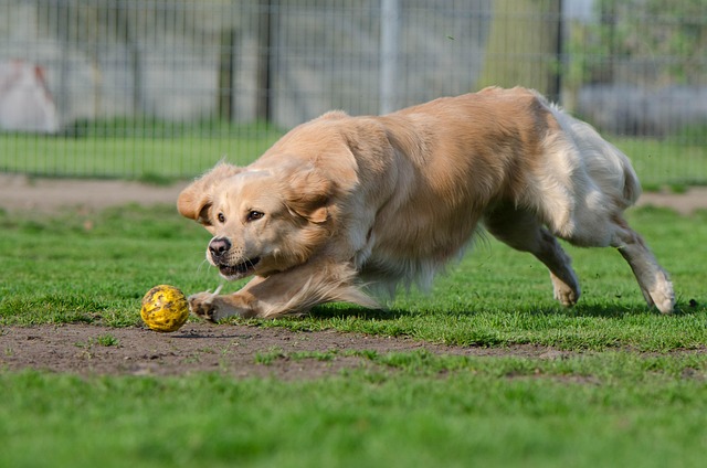 dog running