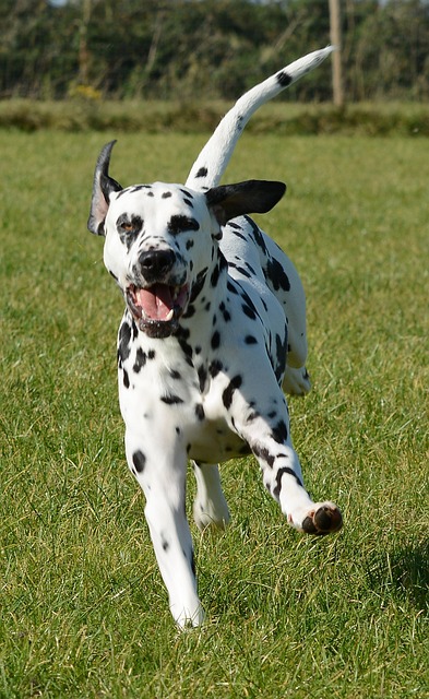 dog running
