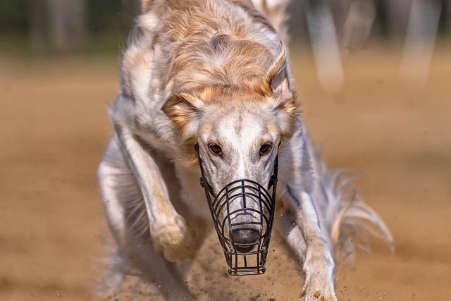 dog running