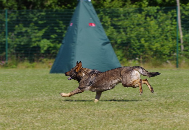 dog running