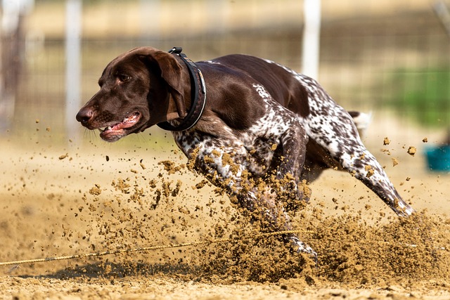 dog running