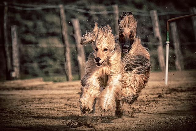 dog running