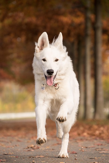 dog running