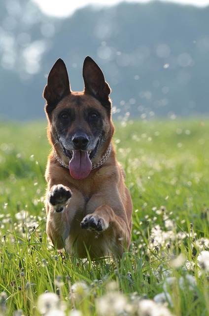 dog running