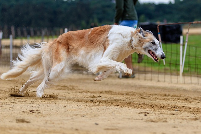 dog running
