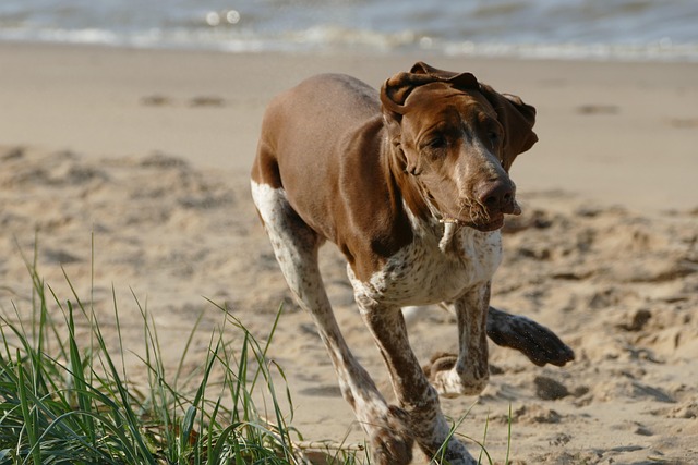 dog running