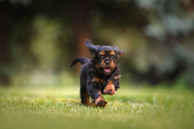 dog running