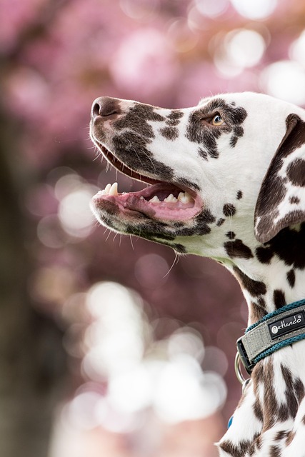 dog service