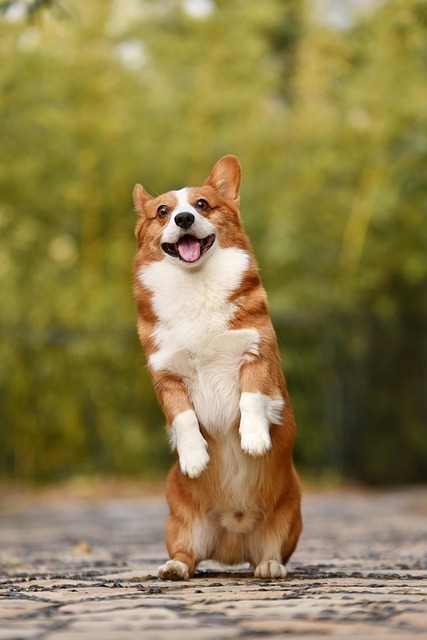 dog service