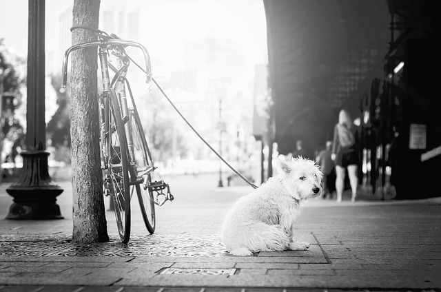 dog walking