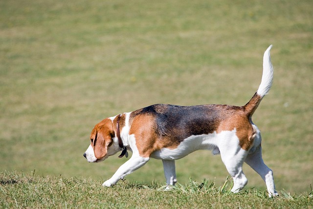 dog walking