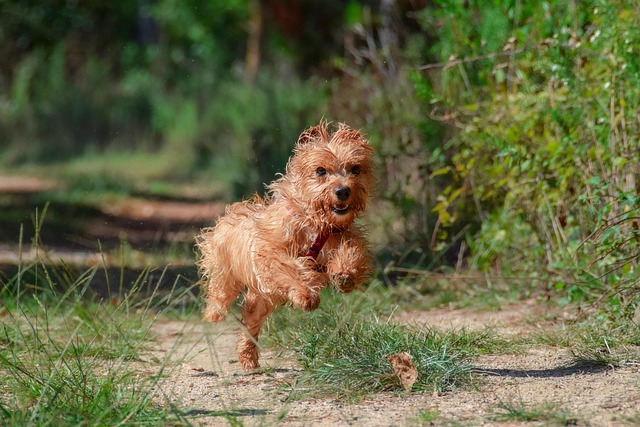 dog walking