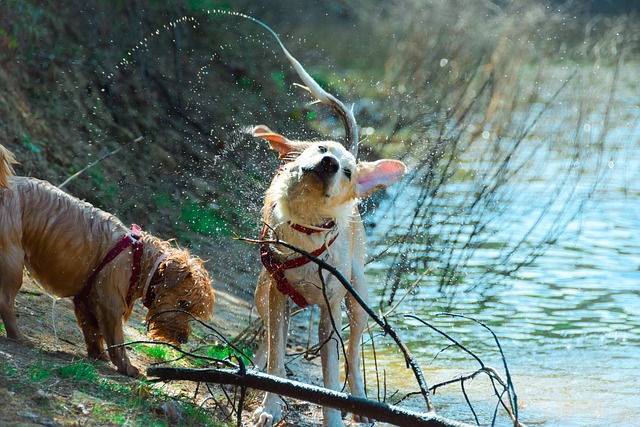 dog walking