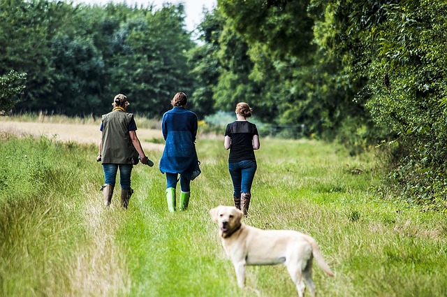 dog walking