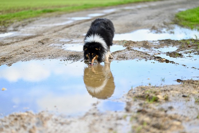 dog washing