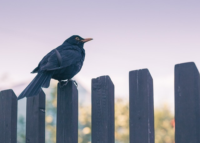 fence