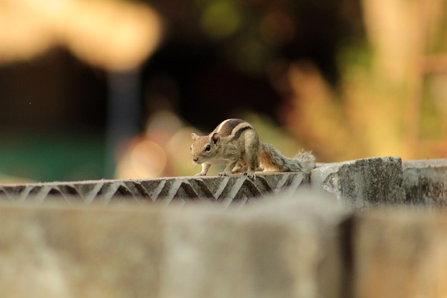fence