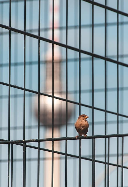 fence