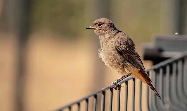 fence