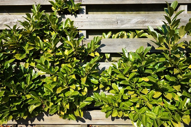 fence