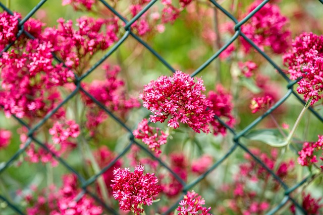fencing