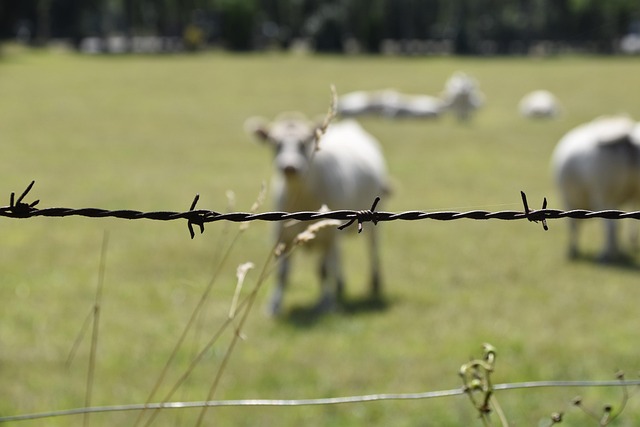 fencing