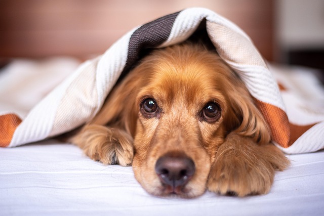 grooming dogs
