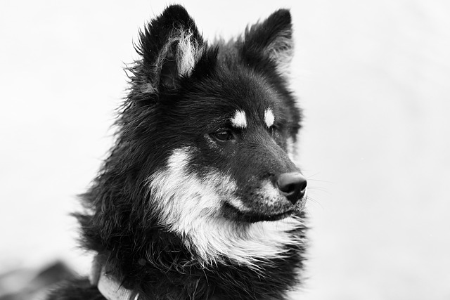 grooming dogs