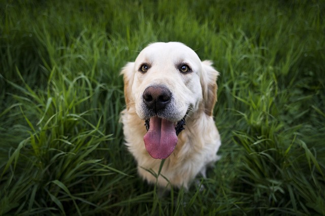 grooming dogs