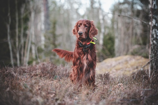 grooming dogs