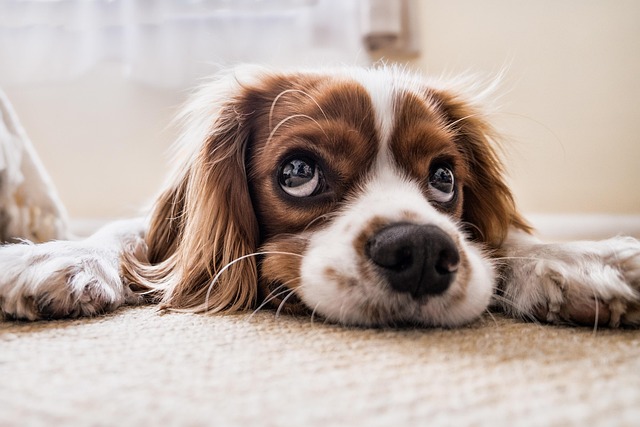 grooming dogs