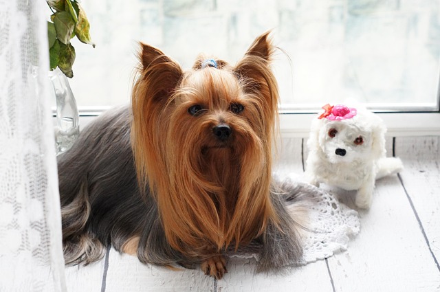 grooming dogs