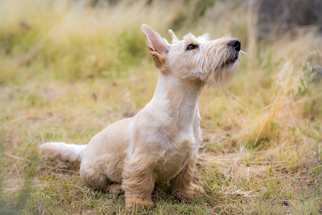 grooming pet dogs