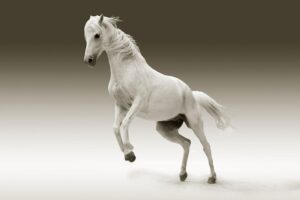 horse-640x480-1142478.jpeg