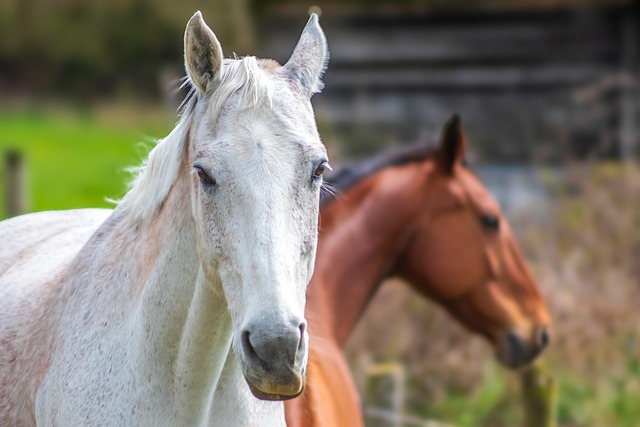 horse