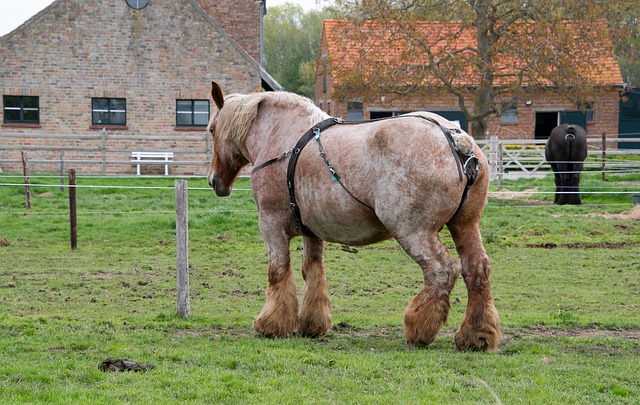 horse